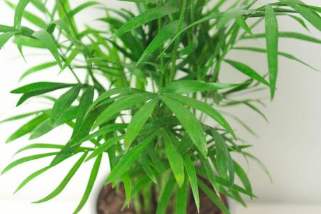 5 Plantes pour Purifier l’Air : Propriétés et Entretien 5 Plantes pour Purifier l’Air : Propriétés et Entretien