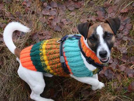 Manteau pour chien avec harnais intégré : avantages et fonctionnement