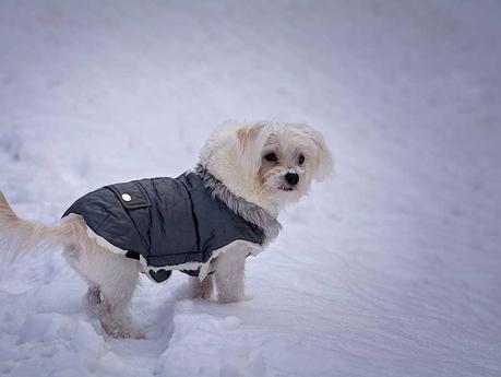 Manteau pour chien : est-ce utile ou inutile ?