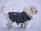 Comment choisir taille d’un manteau pour chien