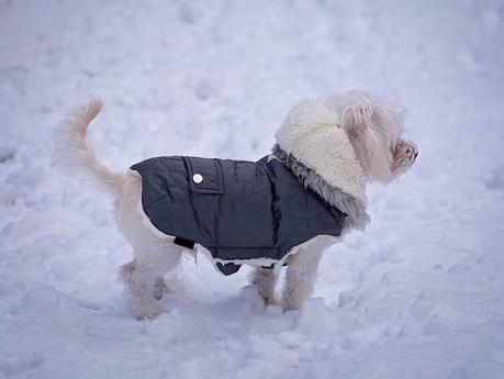 Comment choisir la taille d’un manteau pour chien ?