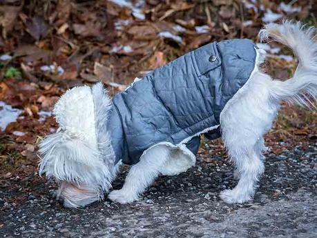 Mon chien refuse de sortir avec un manteau : que faire ?