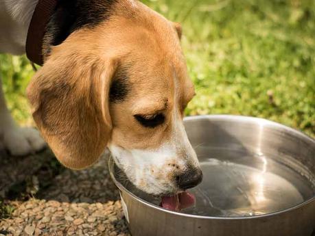 Comment rafraîchir son chien en été ?