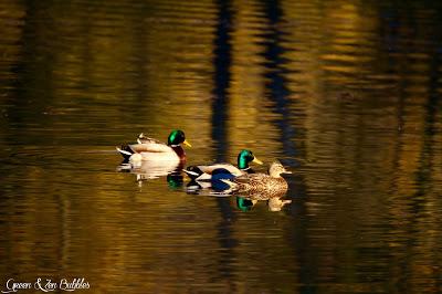 Oiseaux d'eau Oiseaux d'eau