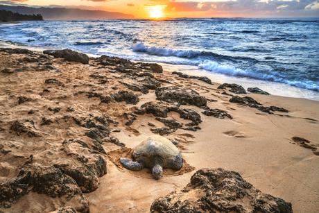 tortue honu hawai