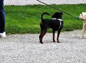 Quelle longueur laisse choisir