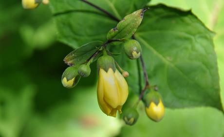 Fleur de cire (Kirengeshoma palmata), vivace de terre de bruyère Fleur de cire (Kirengeshoma palmata), vivace de terre de bruyère
