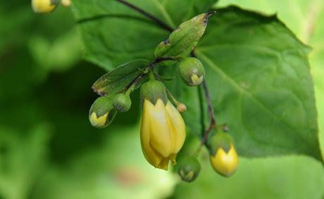 Fleur de cire (Kirengeshoma palmata), vivace de terre de bruyère