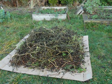 Le jardin grignote encore la pelouse !