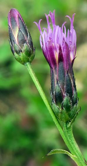 Serratule des teinturiers (Serratula tinctoria subsp. tinctoria)