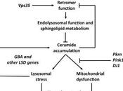 #trendsinendocrinologyandmetabolism #sphingolipides #maladiedeparkinson #parkinsonisme Sphingolipides dans Pathogénèse Maladie Parkinson Parkinsonisme