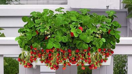 Faire pousser des fraises sur son balcon