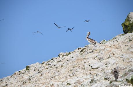 ( PÉROU Jour 2 ) Panne de réveil, colonie d’otaries, guano et îles Ballestas. ( PÉROU Jour 2 ) Panne de réveil, colonie d’otaries, guano et îles Ballestas.