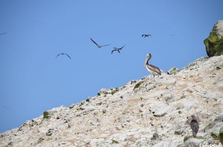 ( PÉROU Jour 2 ) Panne de réveil, colonie d’otaries, guano et îles Ballestas.