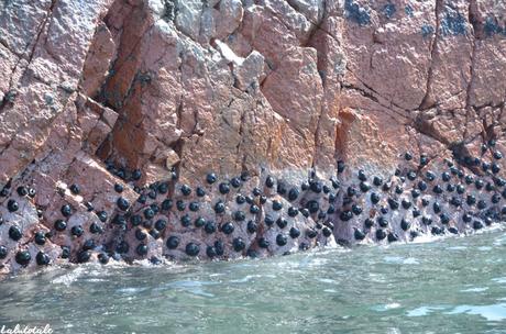 ( PÉROU Jour 2 ) Panne de réveil, colonie d’otaries, guano et îles Ballestas.