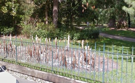 Comment protéger le bananier du froid au jardin ? bananiers en fin d'hiver