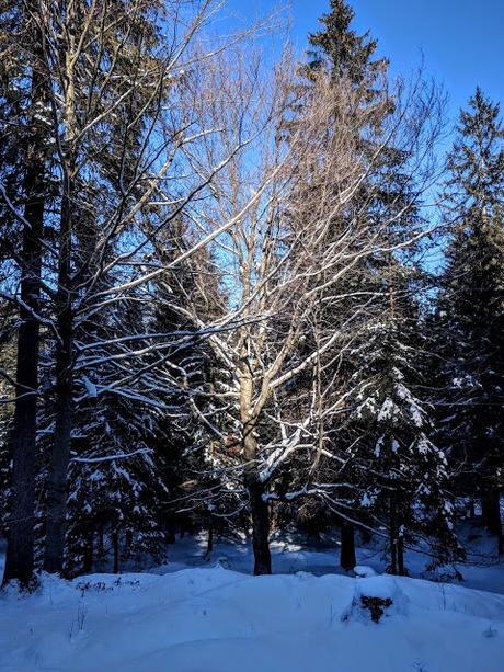 Winterliche Wanderung in Mittenwald - Promenade hivernale à Mittenwald
