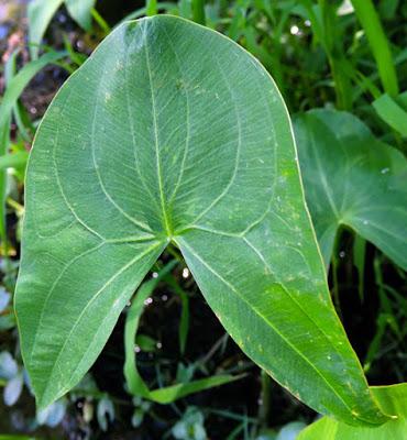 Sagittaire à larges feuilles (Sagittaria latifolia) Sagittaire à larges feuilles (Sagittaria latifolia)
