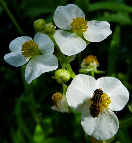 Sagittaire à larges feuilles (Sagittaria latifolia) Sagittaire à larges feuilles (Sagittaria latifolia)