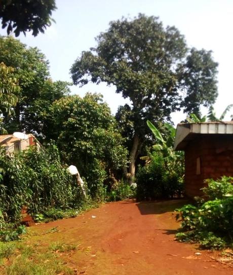 Défi 192 : le jour de Noël chez Soli, neige ?