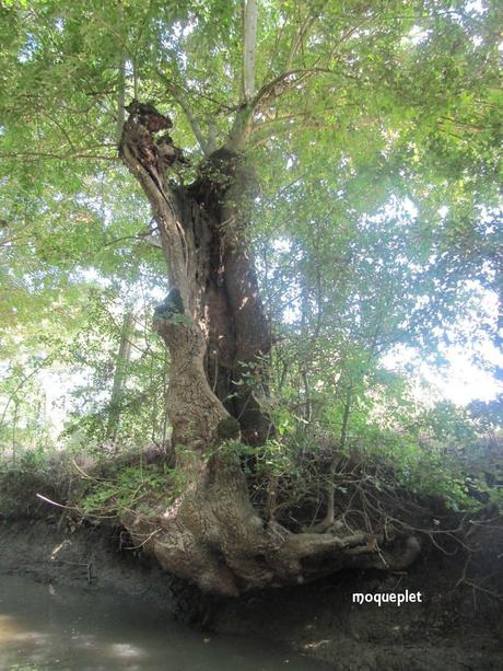 La France - Balade dans le Marais Poitevin.....