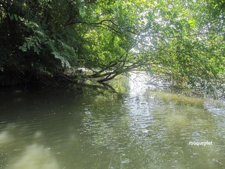 La France - Balade dans le Marais Poitevin.....