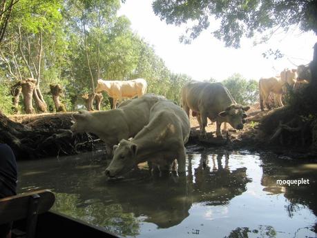 La France - Balade dans le Marais Poitevin.....