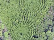 étonnants crop circles découverts dans forêt japonaise