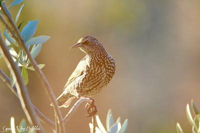 Les étourneaux Les étourneaux