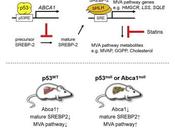 #Cell #p53 #mévalonate #tumorigénèse Réprime Voie Mévalonate pour Médier Suppression Tumorale