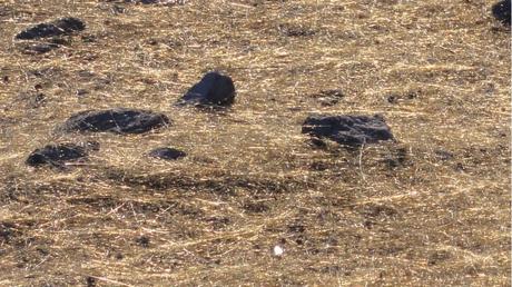 Pays Etranger - Hawaï