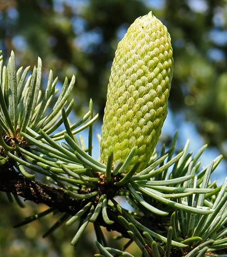 Cèdre de l'Atlas (Cedrus atlantica)