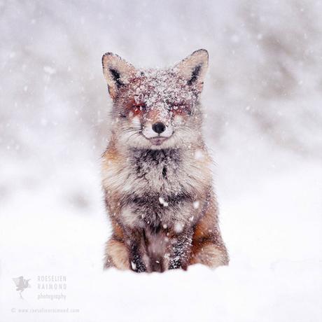 Bonnes fêtes avec ces renards photographiés sous la neige