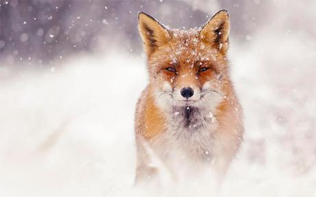 Bonnes fêtes avec ces renards photographiés sous la neige