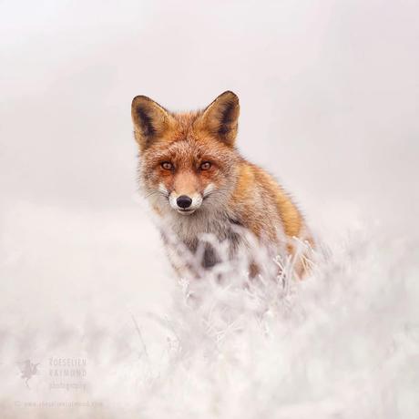 Les photos féériques de ces renards semblent sorties d’un conte de Noël