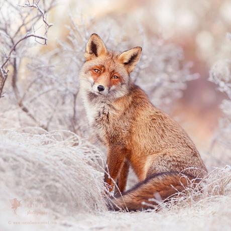 Les photos féériques de ces renards semblent sorties d’un conte de Noël