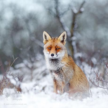 Les photos féériques de ces renards semblent sorties d’un conte de Noël