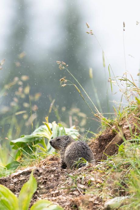 Après une longue hésitation, ce jeune marmotton s'est décidé à quitter les tréfonds de son terrier pour se mouiller sous une averse estivale.