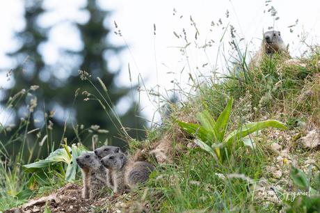 Les jeunes marmottes se retrouvent à l'entrer du terrier, sous la surveillance attentive d'un quatrième congénère...