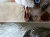 Xuedaixun s'amuse transformer animaux humains