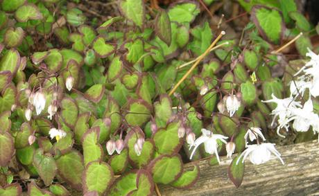 Fleur des elfes (Epimedium), couvre-sol de sous-bois Fleur des elfes (Epimedium), couvre-sol de sous-bois