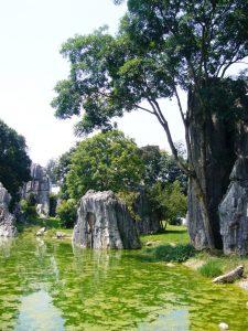 Shilin – La forêt de pierres (120 KM de Kunming dans le Yunnan)