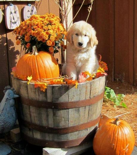 Divers - quelques charmantes citrouilles