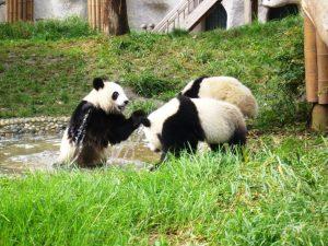 Voyage à Chengdu au Sichuan