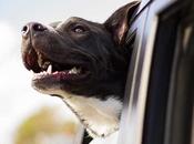 Comment nettoyer housse siège auto pour chien