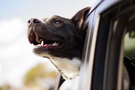 Comment nettoyer une housse de siège auto pour chien ?
