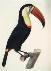 carnet, souvenir, note, journal, enfance, lecture, écriture de soi, autobiographie, oiseau, jungle, forêt, indiens, toucan, nature, iguane, poulet des forêts, blog littéraire de christian cottet-emard, cadeau, poulet, image, papier cadeau, tchaïkovski, casse-noisette, dans de la fée dragée, musique, ballet, noël, fêtes de fin d'année, épiphanie, brioche des rois, goûter, brioche, rois mages, rois