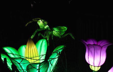 Espèces en voie d’illumination : une balade magique au Jardin des plantes