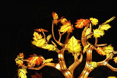 Espèces en voie d’illumination : une balade magique au Jardin des plantes
