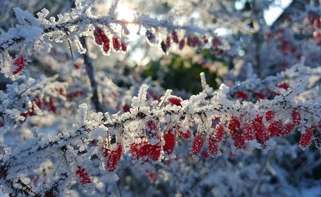 Au jardin en janvier : que planter, semer et faire en janvier ?